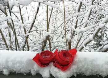 Red berries on snow covered land