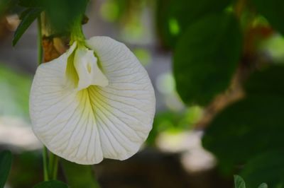 Close-up of white flowering plant