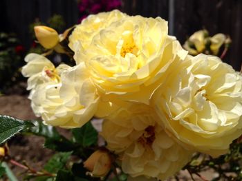 Close-up of yellow rose