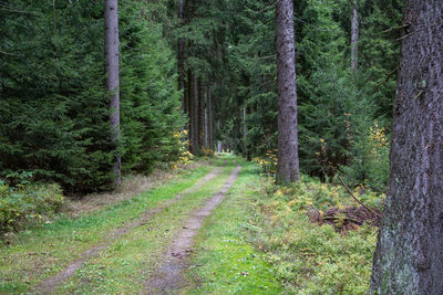 Trees growing in forest