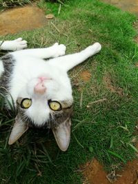 High angle portrait of cat lying on grass