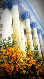 Low angle view of flowers growing on building