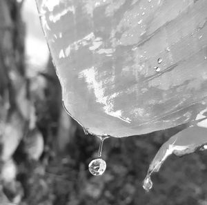 Close up of water drops on leaf