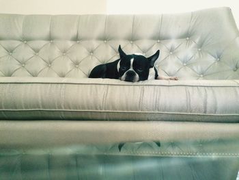 French bulldog lying on sofa at home