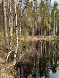 Reflection of trees in lake
