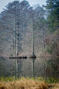 Scenic view of lake in forest