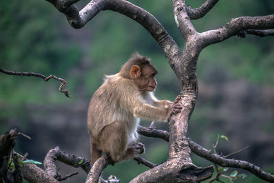 Monkey sitting on tree branch