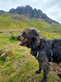 Black dog lying on field again mountain 