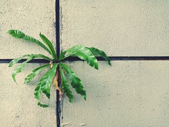 Close-up of plant against wall