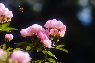 Close-up of pink flowers
