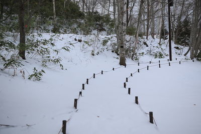 Snow covered land and trees in forest