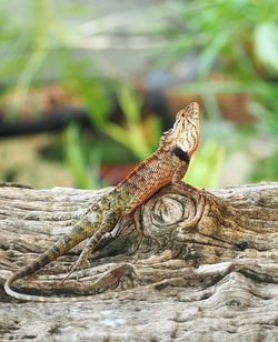 Close-up of lizard on tree