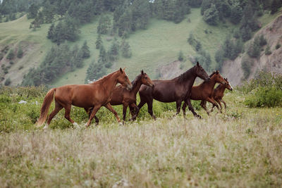 Horses on a field in the mountains