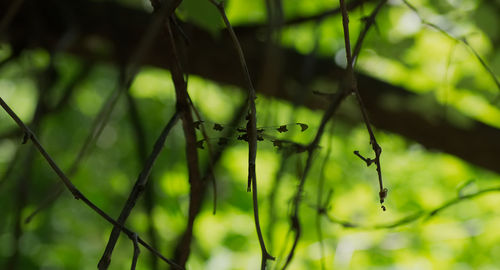 Close-up of ant on leaf