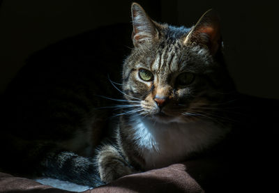 The cat in late afternoon light