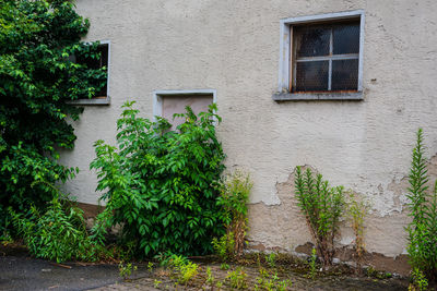 Plants growing outside house