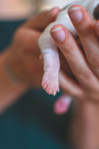 Close-up of person holding puppy