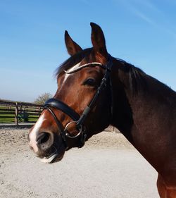 Horse in ranch against sky