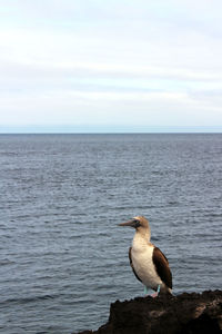Bird perching on rock by sea against sky