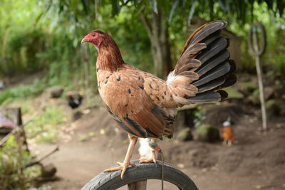 Close-up of rooster