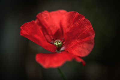 Close-up of red rose against black background