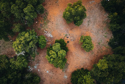 High angle view of plants growing on land