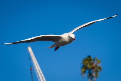 Low angle view of seagull flying against clear blue sky