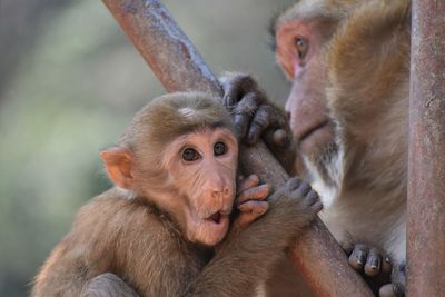 Close-up of monkey in monkey cave, chiang rai, thailand