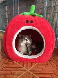 Close-up of cat relaxing on floor