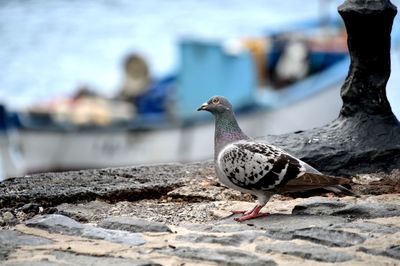 Close-up of pigeon perching on pier