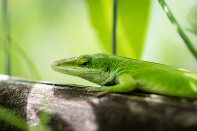 Close-up of lizard on branch