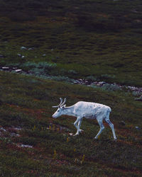 Horse standing on field