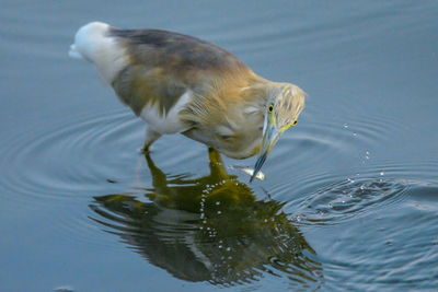 Close-up of bird in lake