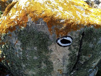 Close-up of snake