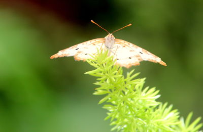 Close-up of butterfly on flower