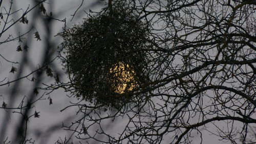 Bare tree against sky