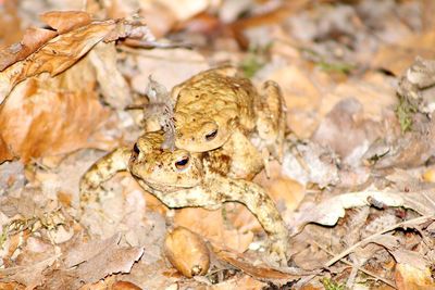 Close-up of two toads 