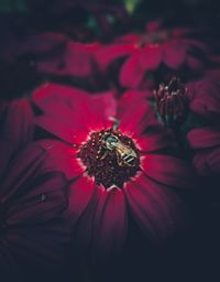 Close-up of bumblebee on flower