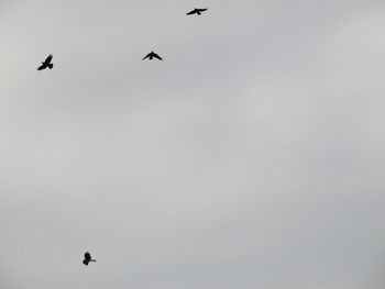 Low angle view of birds flying in sky