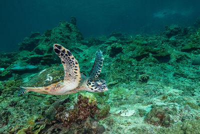 High angle view of turtle swimming in sea