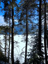 Low angle view of pine trees in forest