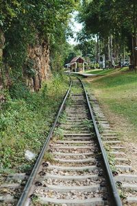 Railroad tracks amidst trees