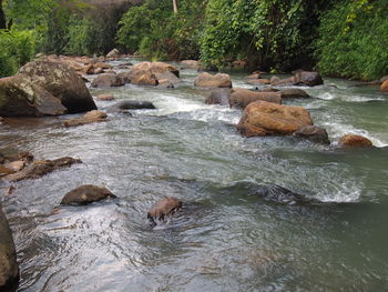 Scenic view of waterfall in forest