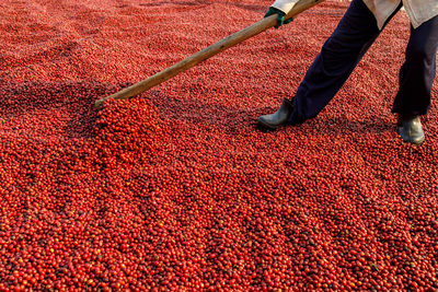 High angle view of men working on red chili