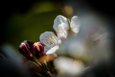 Close-up of flowers blooming outdoors