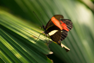 Close-up of insect on leaf