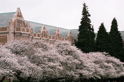 View of trees against sky