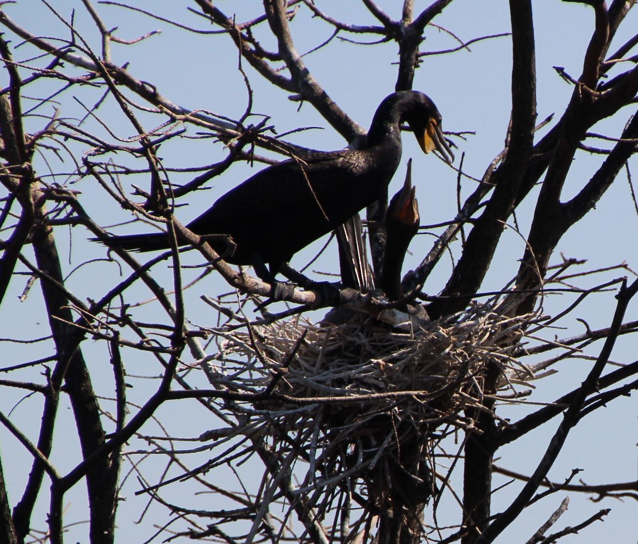 Young birds being fed by adult