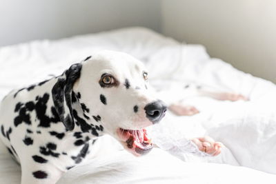 Dog lying on bed