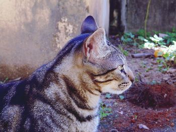 Close-up of a cat looking away